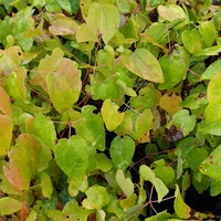 Epimedium grandiflorum 'Shiho'